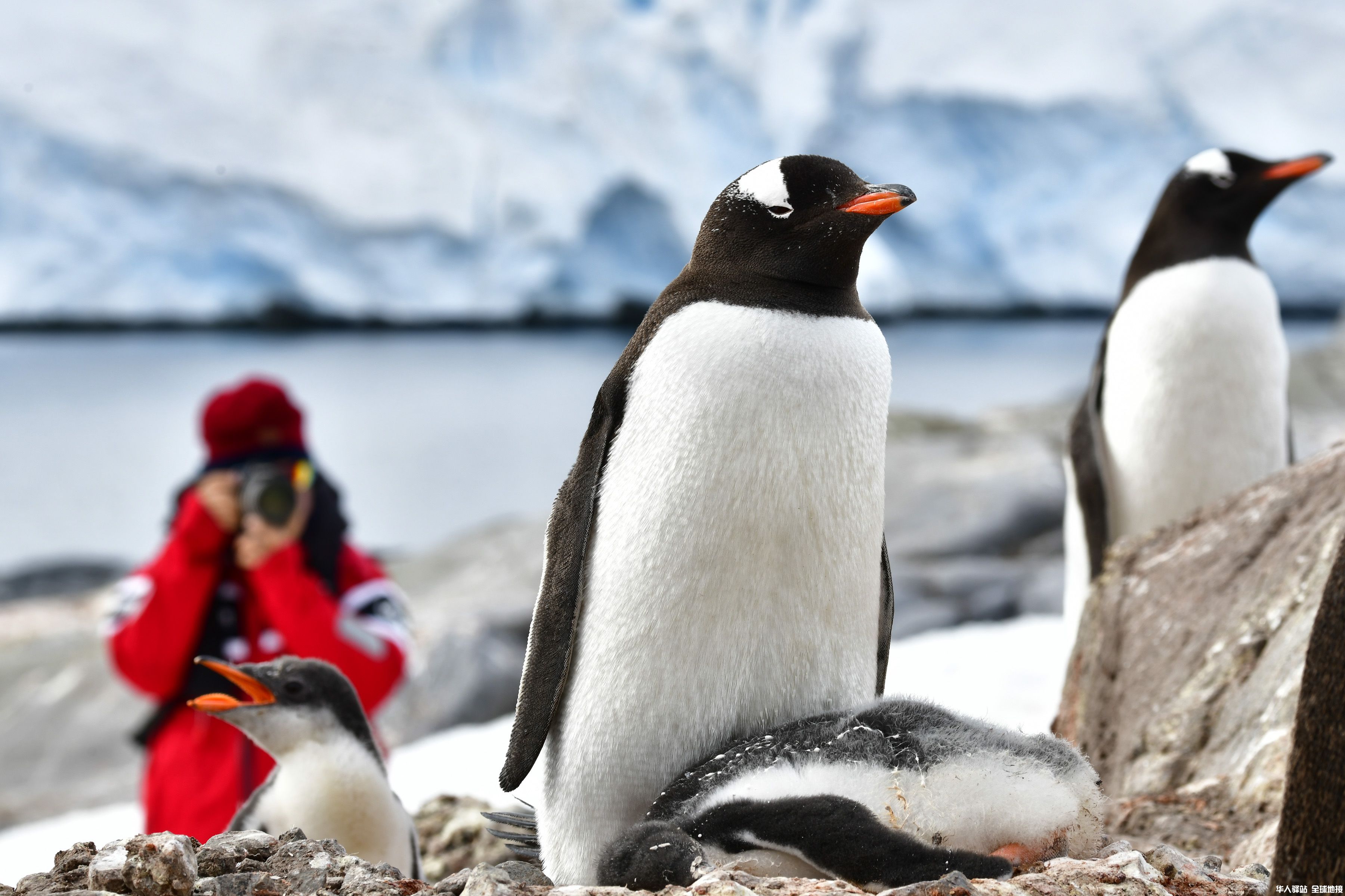 982994_People-gentoo_penguins-Port-Lockroy.jpg